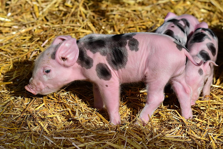 Animal, Pig, Baby Animal, Piglet, HD wallpaper