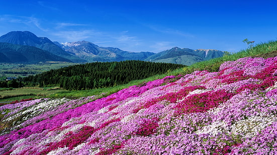 Флокс, Цветочный парк Куджу, Оита, Япония, Весна / Лето, HD обои HD wallpaper