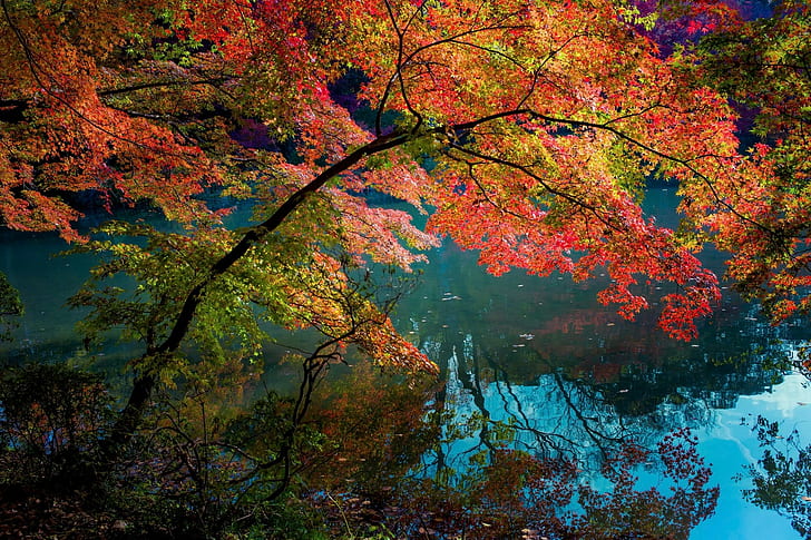 natur, landschaft, wasser, türkis, fall, bäume, see, sträucher, HD-Hintergrundbild