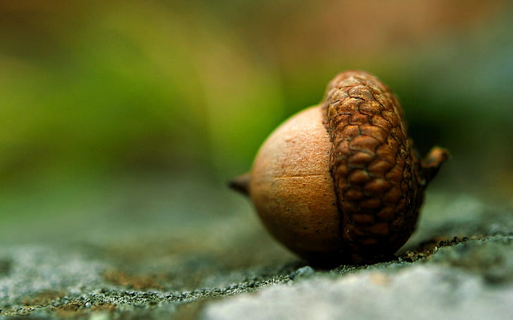 Acorn Macro HD, brown nut, nature, macro, acorn, HD wallpaper