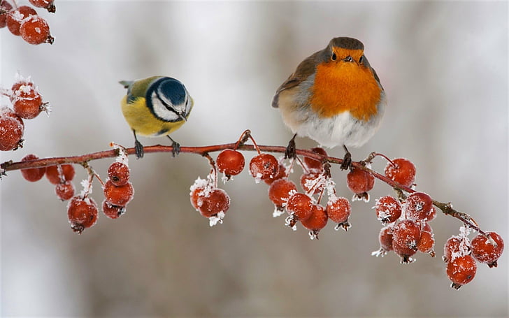 Vögel, Vogel, Tier, Beere, Blaumeise, Ast, Eis, Winter, HD-Hintergrundbild