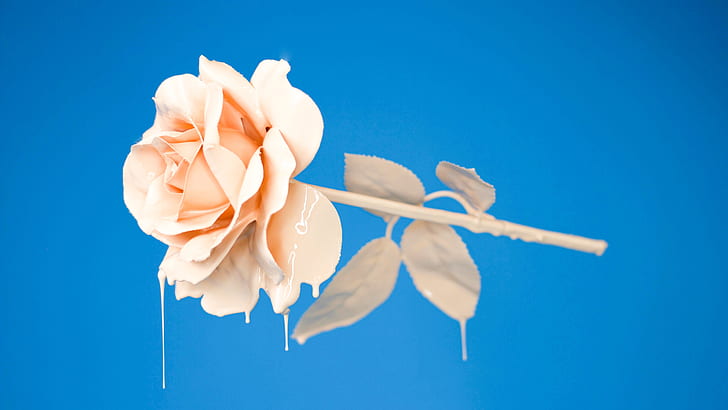 blue background, rose, dripping paint, HD wallpaper