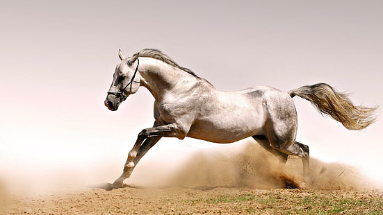 White horse, white horse running, animal, horse, HD wallpaper HD wallpaper