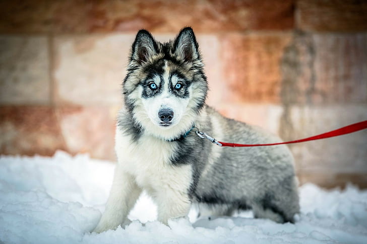 Куче сибирско хъски, сиво, синьо, бяло, йерусалим, 2013, сняг, зима, сибирско хъски, куче, HD тапет