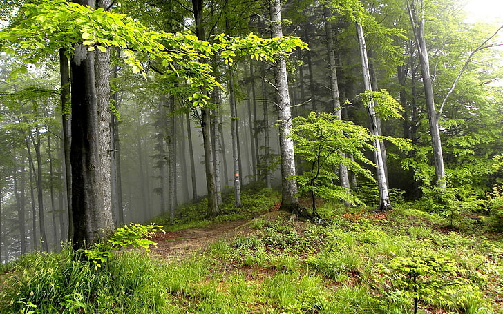floresta, natureza, árvores, paisagem, HD papel de parede