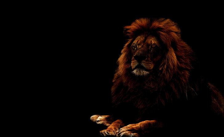 Leão, leão macho adulto, Aero, Preto, HD papel de parede