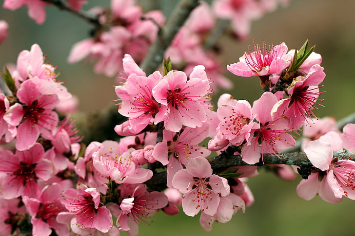 цветы, яркие, цветы, лепестки, розовые, сливовые, весенние, нежные, дерево, HD обои