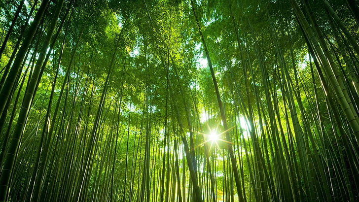 skog, solstråle, djup skog, solsken, bambuskog, bambu, HD tapet
