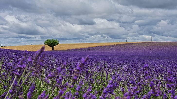 purple petaled flower field with green leaf tree under cloudy sky during daytime, nature, flower, field, rural Scene, agriculture, blue, purple, lavender, summer, outdoors, landscape, springtime, sky, plant, beauty In Nature, france, meadow, HD wallpaper