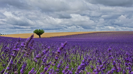 purple petaled flower field with green leaf tree under cloudy sky during daytime, nature, flower, field, rural Scene, agriculture, blue, purple, lavender, summer, outdoors, landscape, springtime, sky, plant, beauty In Nature, france, meadow, HD wallpaper HD wallpaper