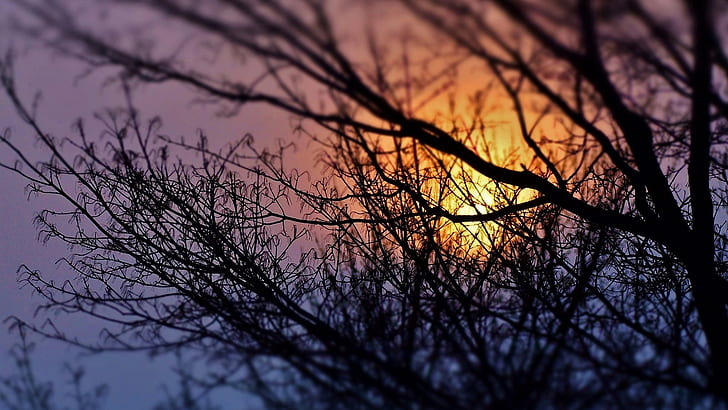 Trees, branches, sunset, silhouette, Trees, Branches, Sunset, Silhouette, HD wallpaper