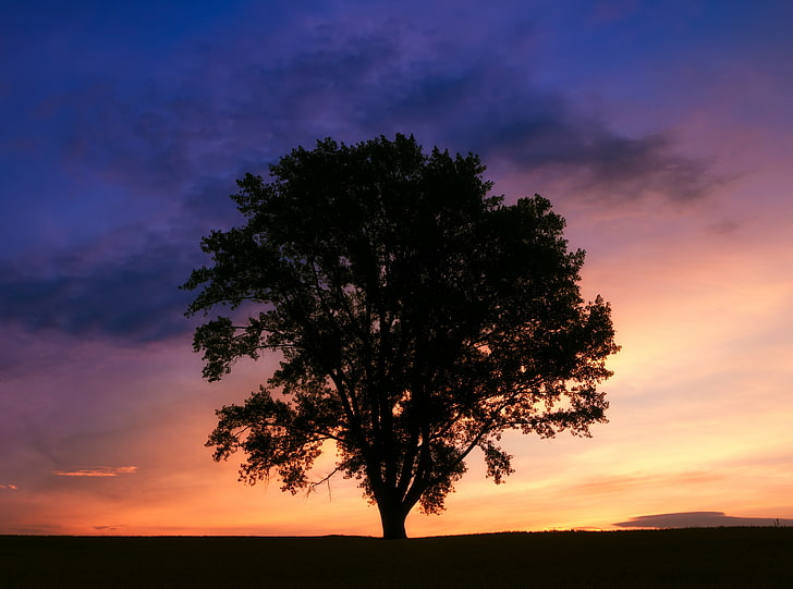 Tree Silhouette Photography, green leafed tree, Nature, Sun and Sky, Sunrise, Colorful, Beautiful, Summer, Morning, Tree, Silhouette, Japan, District, Clouds, prefecture, hokkaidoprefecture, biei, bieicho, hokkaido, kamikawagun, kamikawa, kamikawadistrict, philosopher, philosophertree, HD wallpaper