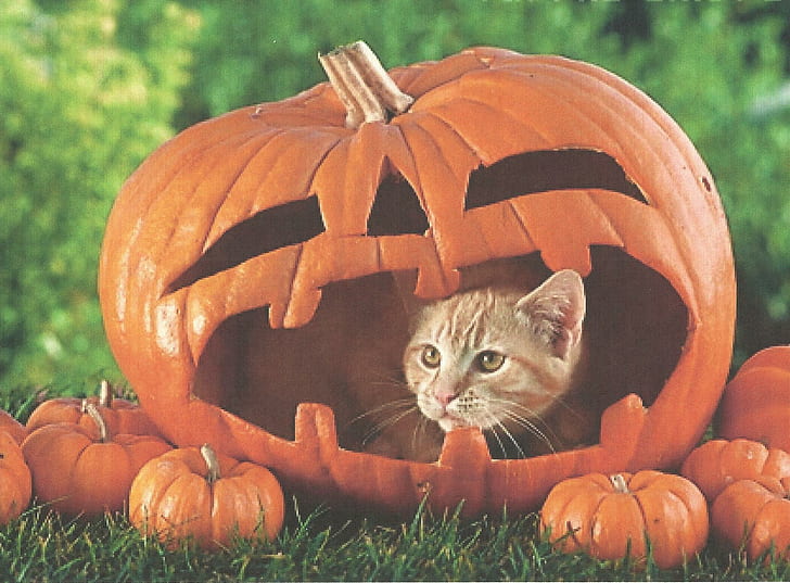 A Halloween Cat In A Pumpkin, feline, kitten, halloween, pumpkin, cute, tabby, animals, HD wallpaper