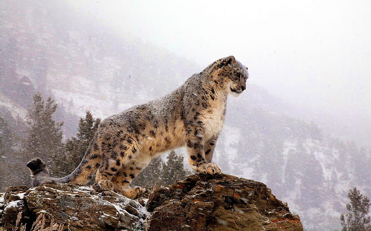 животни, леопард, барове, снежни леопарди, леопард (животно), диви животни, сняг, HD тапет