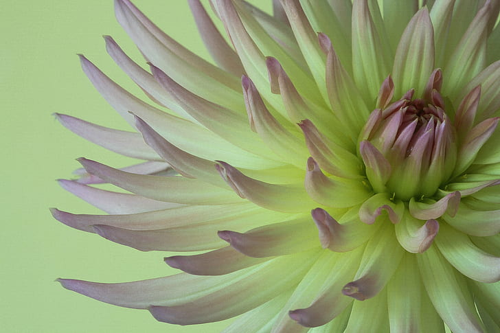 white and purple Chrysanthemum flower in closeup photography, dahlia, dahlia, Dahlia, white, purple, Chrysanthemum, flower, closeup photography, bloem, close-ups, macro, yellow, pink, nature, plant, close-up, botany, backgrounds, petal, flower Head, HD wallpaper