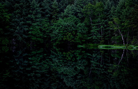الأشجار المورقة الخضراء ، الظلام ، انعكاس ، الغابات ، الأشجار، خلفية HD HD wallpaper
