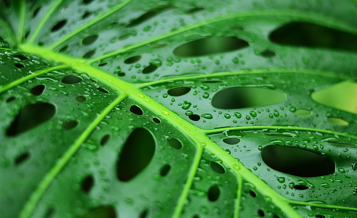 Folha molhada, Aero, Macro, natureza, natureza, verde, folhas, folha, folha, molhado, chuva, chuva, verde, água, gotas, molhada, agua, chuvoso, pingos de chuva, HD papel de parede