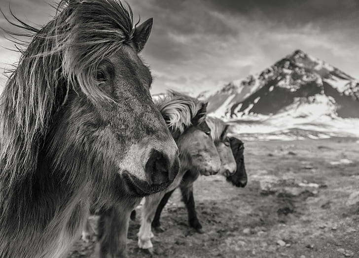 four horses grayscale photo, Pure Breed, Snaefellsnes, horses, grayscale, photo, landscape, mono, monochrome, BandW, ponies, icelandic horse, horse  mountain, mountain  peak, horse, animal, nature, mountain, outdoors, mammal, HD wallpaper