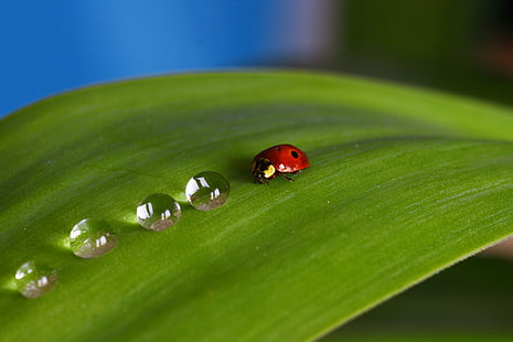 macro photo of LadyBug and dewdrops on green leaf, title, macro, photo, LadyBug, dewdrops, green leaf, drop, insect, tamron, 90mm, red  green, green  water, nature, leaf, plant, close-up, beetle, red, green Color, grass, summer, environment, animal, HD wallpaper HD wallpaper
