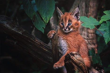 forest, cat, look, background, baby, kitty, lynx, face, cub, wild cat, Caracal, a small lynx, HD wallpaper HD wallpaper