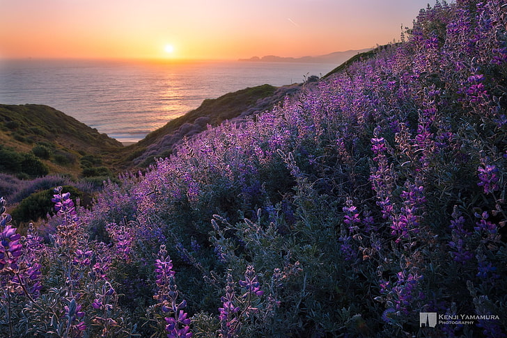 ทะเลท้องฟ้าพระอาทิตย์ตกดอกไม้ dal หมอกควันช่างภาพ Kenji Yamamura, วอลล์เปเปอร์ HD