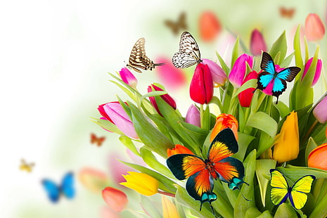 цветы, тюльпаны, бабочка, 4к, HD обои HD wallpaper