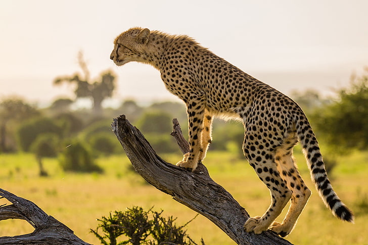 brown cheetah, tree, branch, Cheetah, Africa, HD wallpaper
