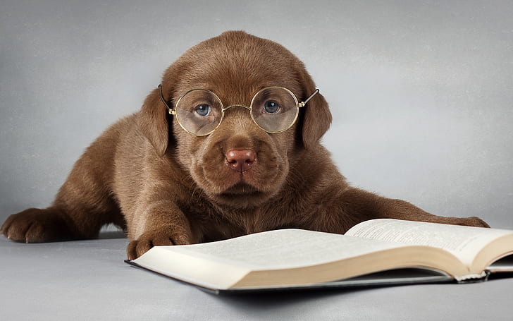 Labrador dog, brown, read a book, glasses, Labrador, Dog, Brown, Read, Book, Glasses, HD wallpaper