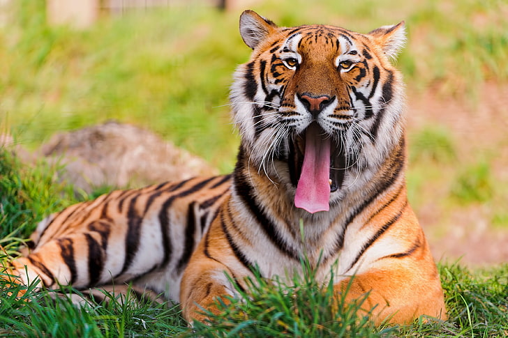 adult brown and black tiger, grass, mustache, look, face, tiger, lies, yawns, big cat, HD wallpaper