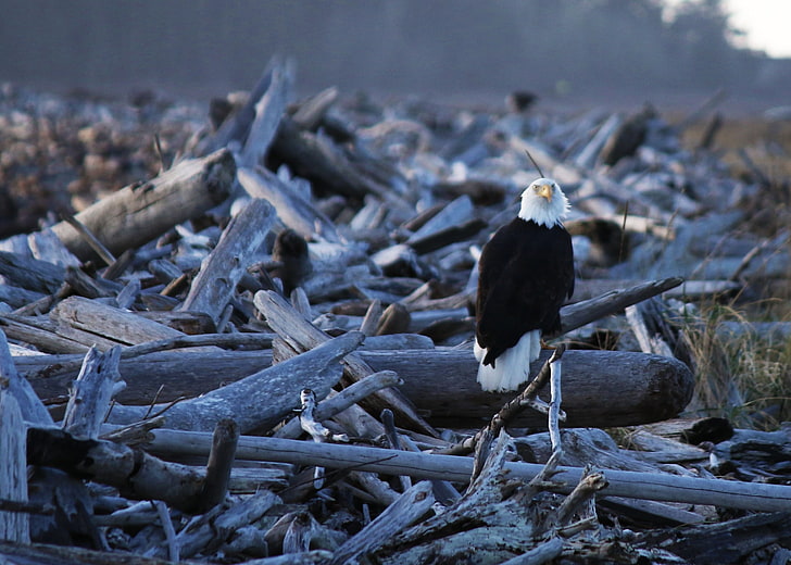 weißer und schwarzer Adler, Adler, Geier, Vogel, HD-Hintergrundbild