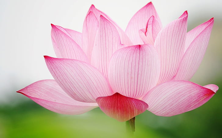 Pink lotus macro, Pink, Lotus, Macro, HD wallpaper