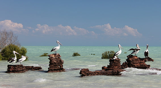 Austrália, pelicanos, pelicanos brancos e pretos, austrália, pelicanos, pássaros, mar, HD papel de parede HD wallpaper
