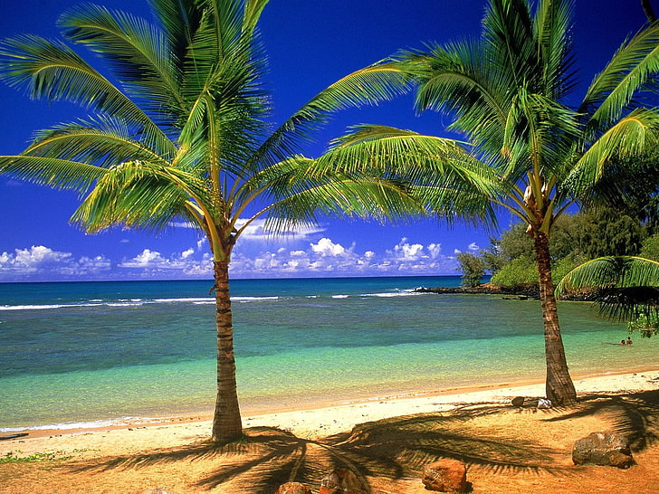 Tropical Lagoon, two green palm trees, Nature, Beach, HD wallpaper