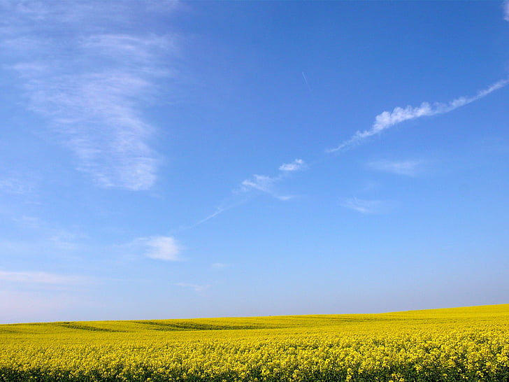 azul, cielo, naturaleza, trigo, Fondo de pantalla HD