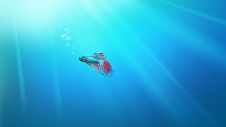 pez betta plateado y rojo, ilustraciones, Windows 7, mar, pescado, burbujas, minimalismo, pez luchador siamés, cian, azul, Fondo de pantalla HD