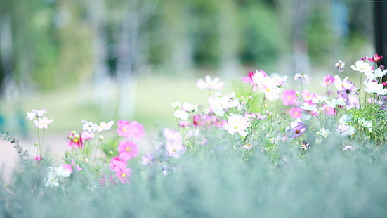 primavera, flores, flores silvestres, 4k, prados, 5k, Fondo de pantalla HD HD wallpaper