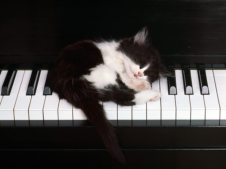 短い髪の黒と白の子猫、キティ、キー、睡眠、ピアノ、 HDデスクトップの壁紙