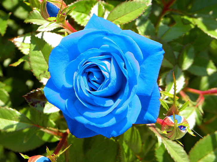 fiore rosa blu, rosa, fiore, gemme, blu, luce, Sfondo HD