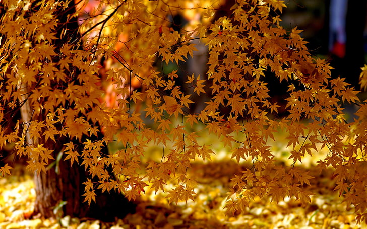 Gelbblätter, Herbst, Sonnenlicht, brauner Laubbaum, Gelb, Blätter, Herbst, Sonnenlicht, HD-Hintergrundbild