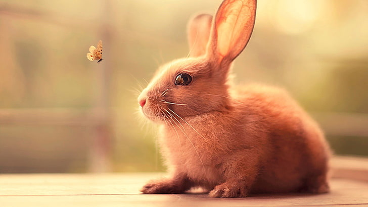 beige rabbit, rabbits, butterfly, animals, nature, insect, HD wallpaper