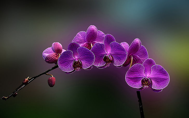 лилав молец орхидея, цветя, орхидеи, растения, HD тапет