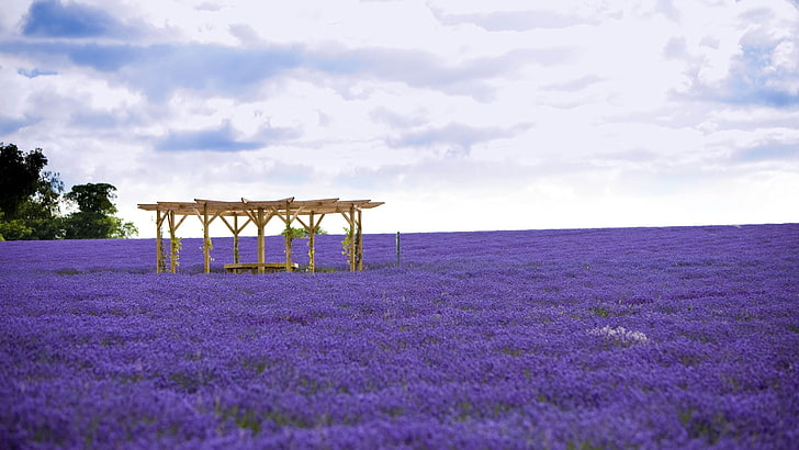 purple lavender field and brown gazebo, field, grass, flowers, flowerbed, HD wallpaper
