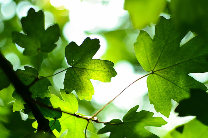 Green leaves, Spring, 4K, HD wallpaper