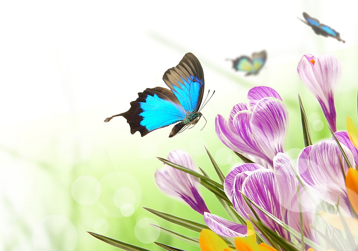 ulysses butterfly, butterfly, flowers, glare, spring, crocuses, HD wallpaper