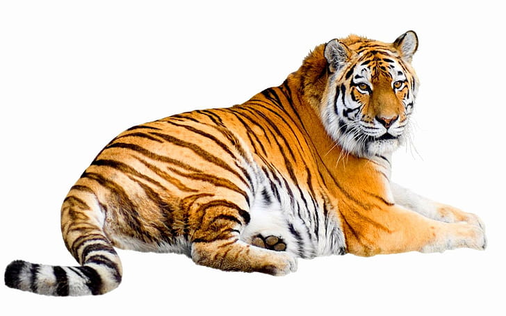 Powerful Siberian, tiger, sunerian, magnificent, stripes, animals, HD wallpaper