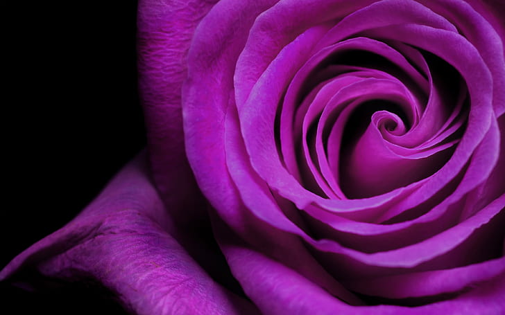 violet rose 4k download hd  for desktop, HD wallpaper