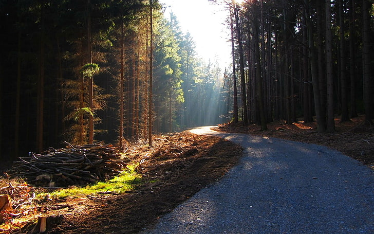 tall trees, forest, road, trees, HD wallpaper