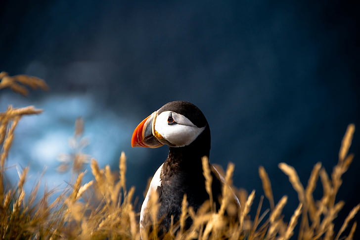 โฟกัสการถ่ายภาพนกพัฟฟินแอตแลนติกนกพัฟฟินสัตว์น่ารักทุ่งหญ้า, วอลล์เปเปอร์ HD