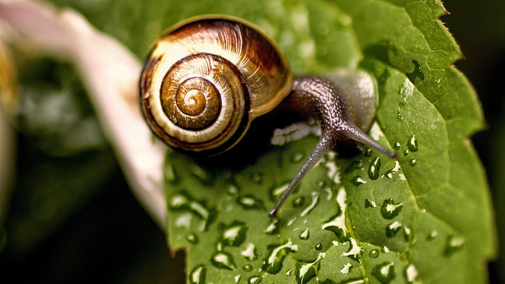 garden snail on green leaf, snail, leaves, dew, HD wallpaper
