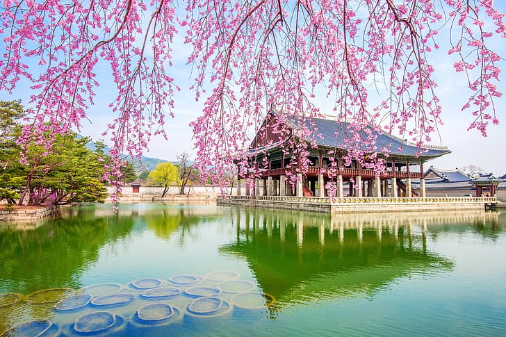 flowers, branches, cherry, lake, Sakura, flowering, landscape, Korea, pink, Palace, blossom, spring, south korea, HD wallpaper